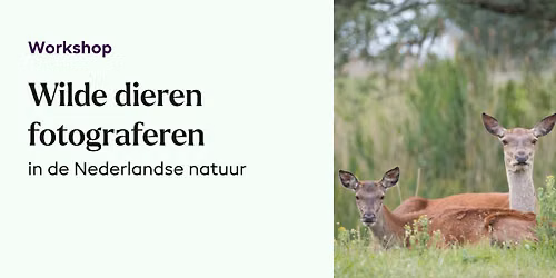 Workshop Dierenfotografie in Oostvaardersplassen en Natuurpark – Steven Ruiter — Natuur in Lelystad